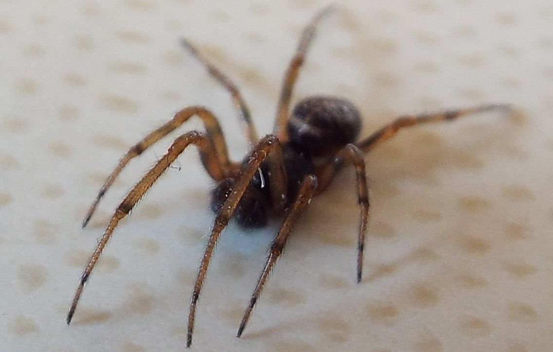 Steatoda bipunctata - Vigo di Fassa (TN)